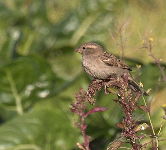 Passera oltremontana - ML316397141