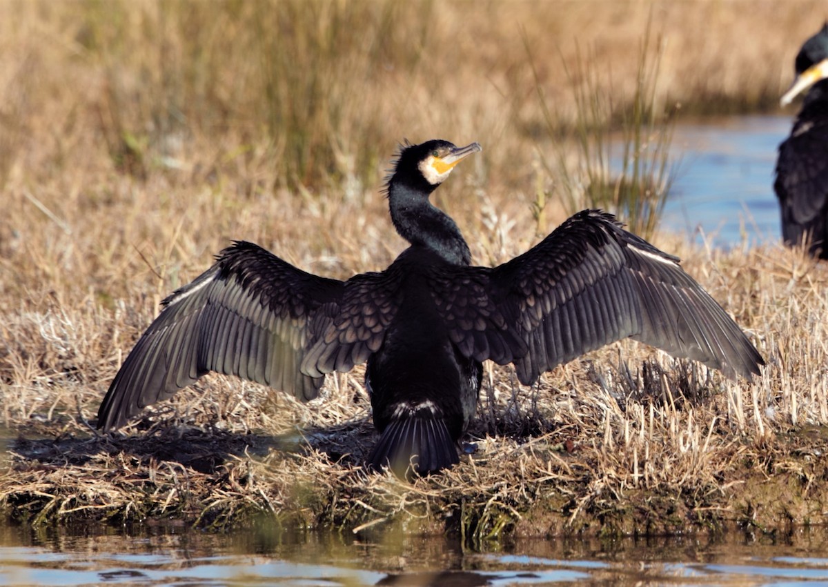 Cormorano (sinensis/hanedae) - ML316397531