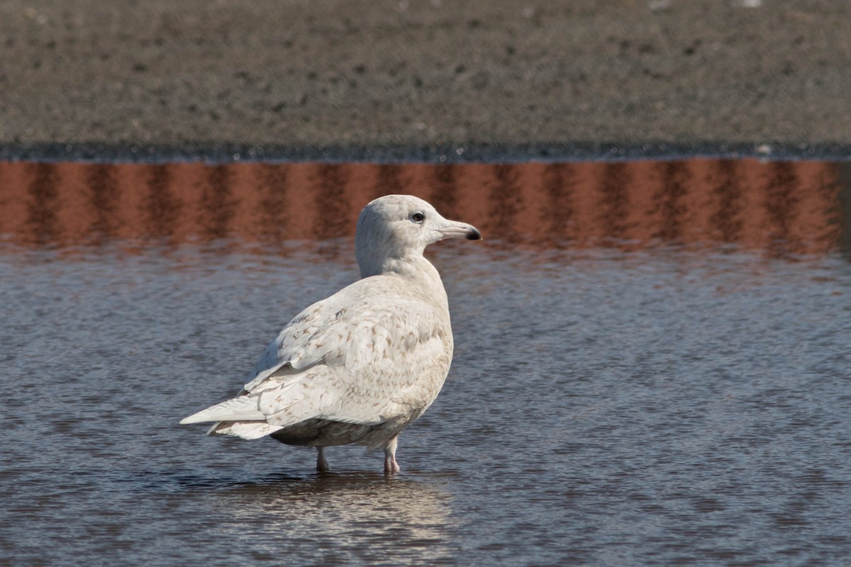 Glaucous Gull - ML316397661