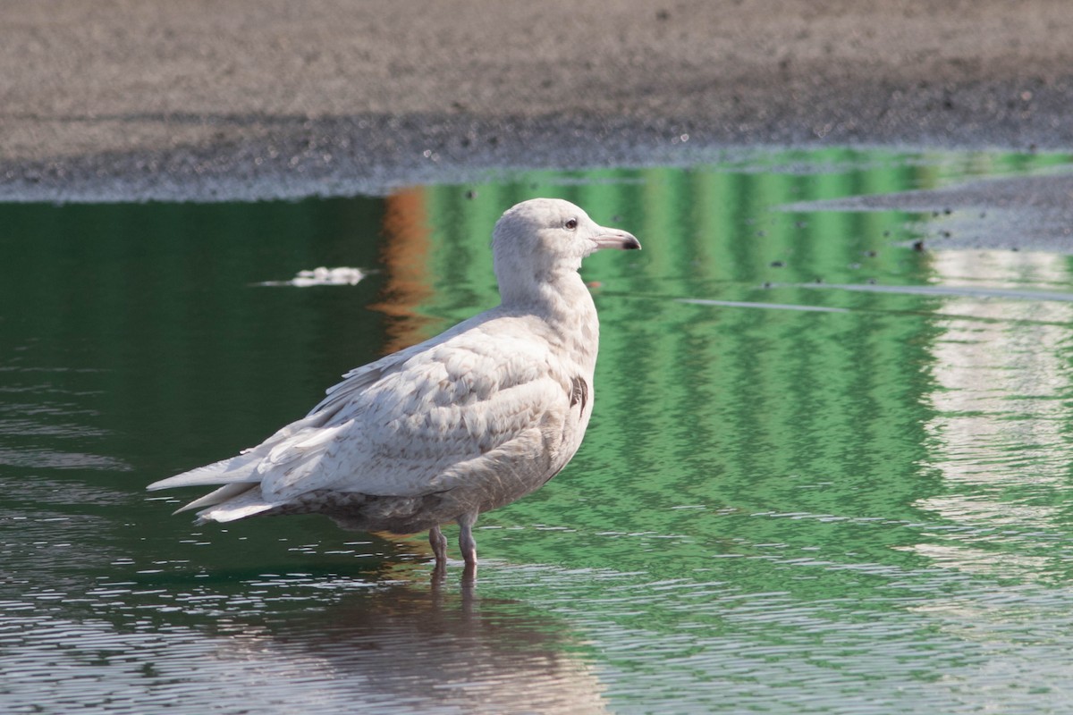 Glaucous Gull - ML316397671