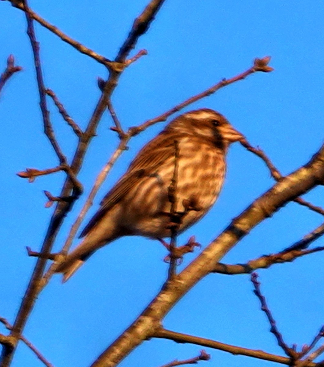 Purple Finch - ML316398691