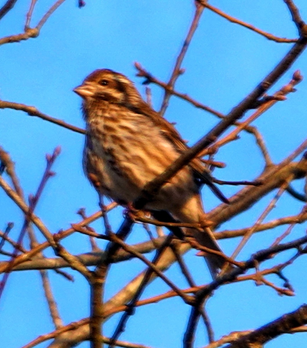 Purple Finch - ML316398711