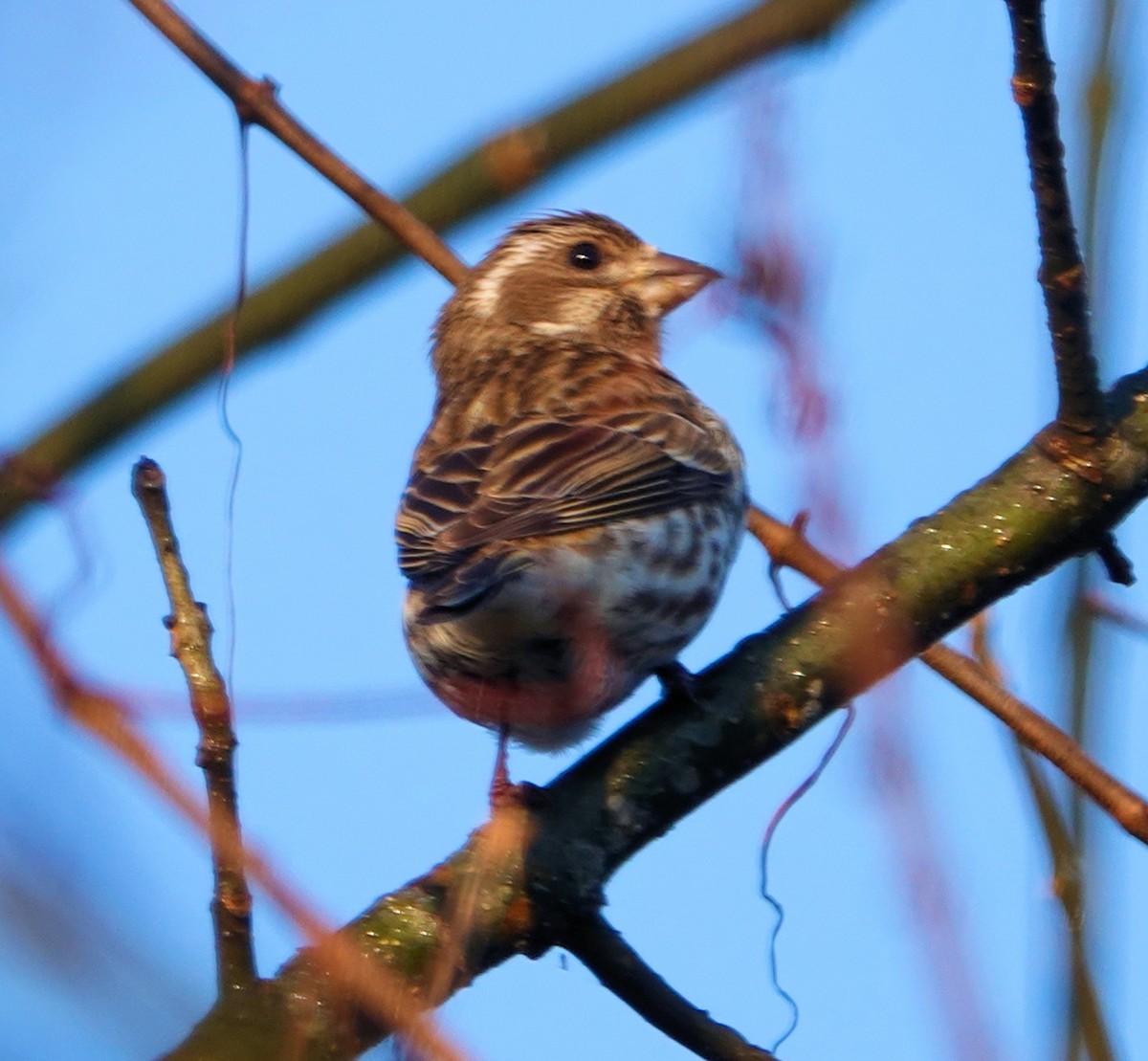 Purple Finch - ML316398801