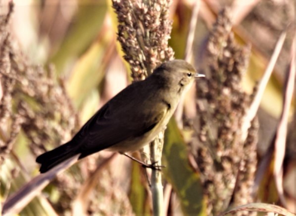 Luì piccolo [gruppo collybita] - ML316398871