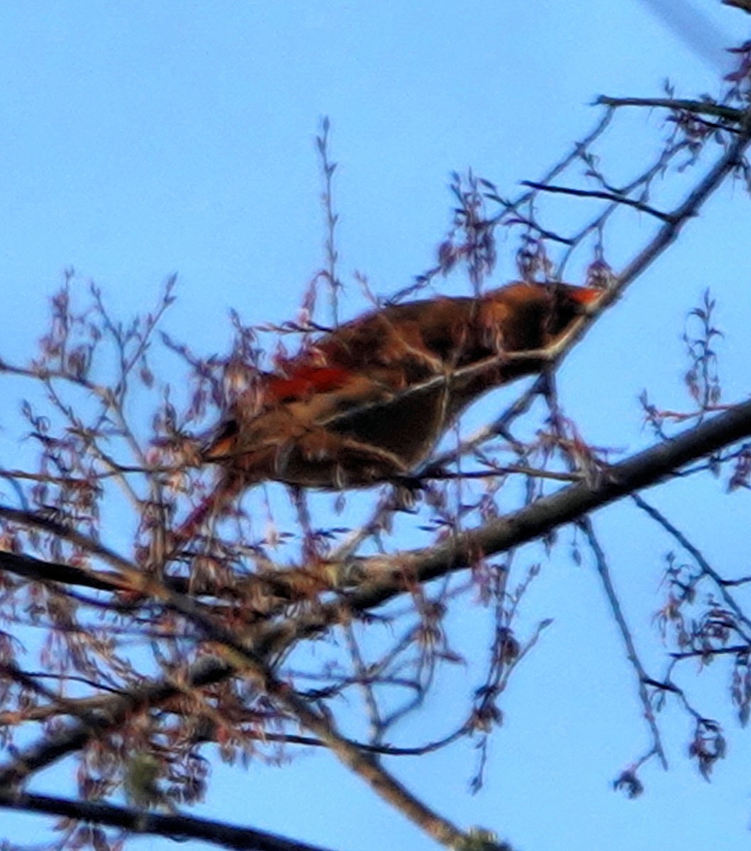 Purple Finch - ML316399131