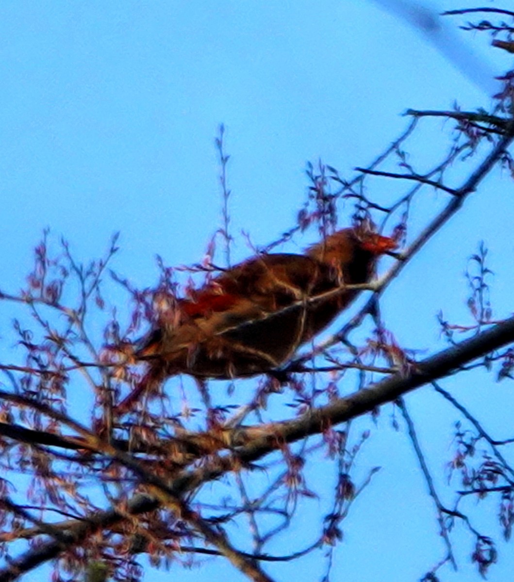 Purple Finch - ML316399141