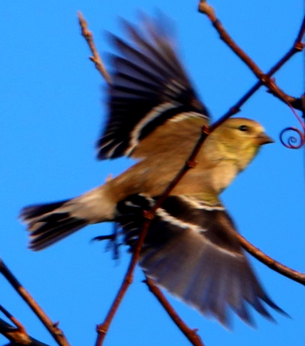 American Goldfinch - ML316399381