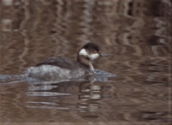 Svasso piccolo - ML316399431