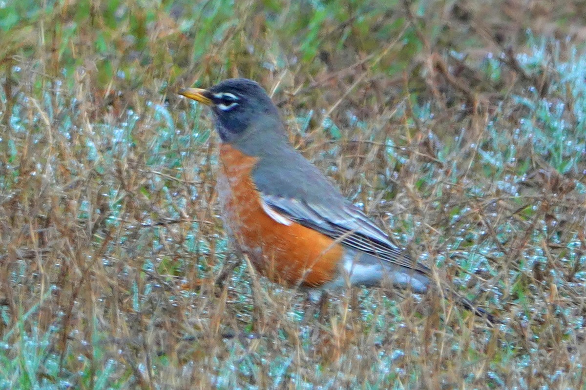 American Robin - ML316399641