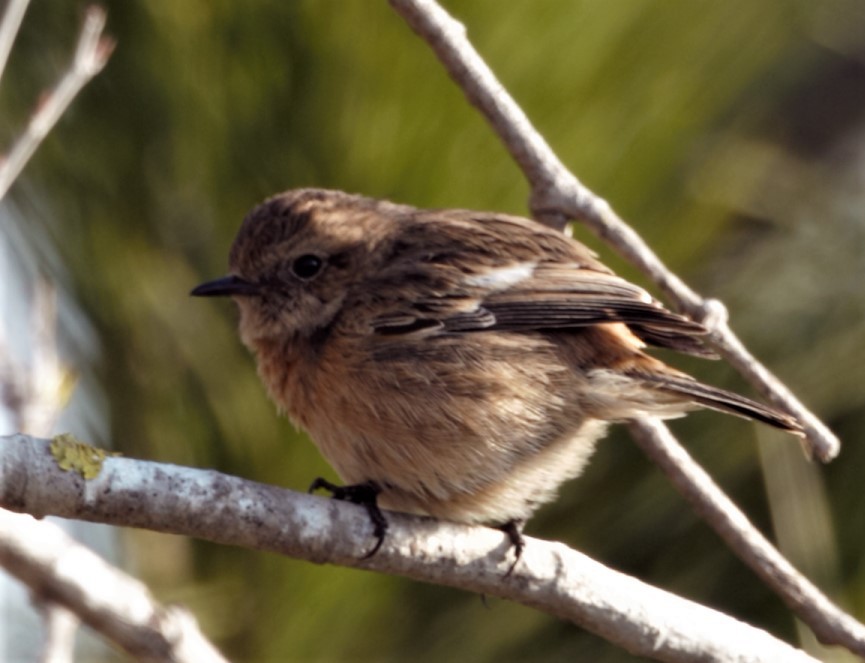 European Stonechat - ML316399761