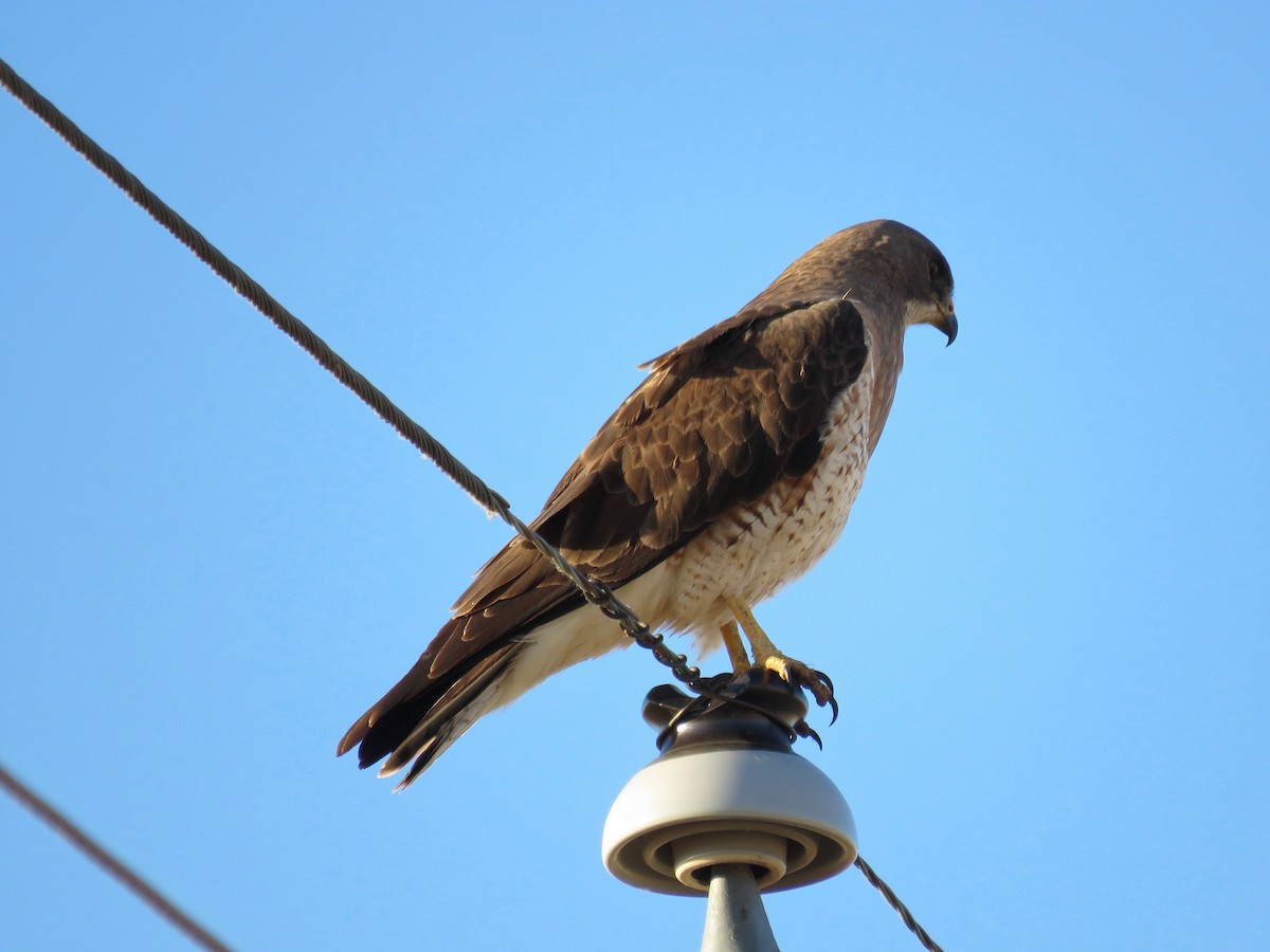 Swainson's Hawk - ML31639991