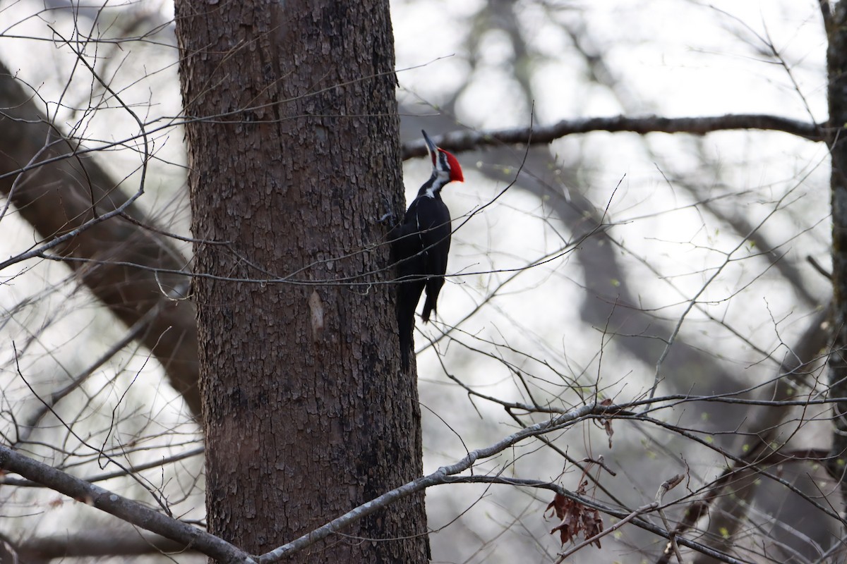 Pileated Woodpecker - ML316400001