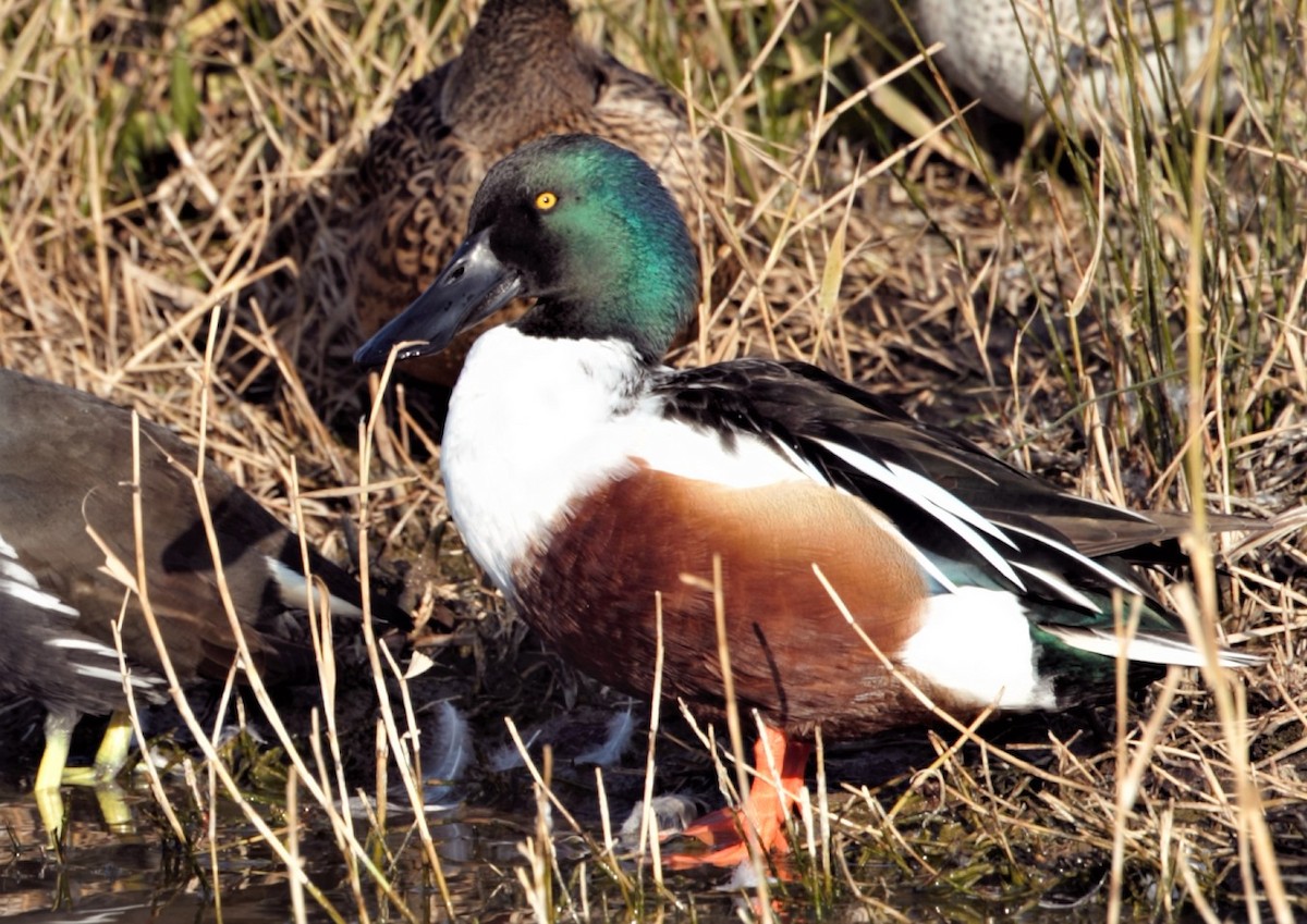 Mestolone - ML316400021