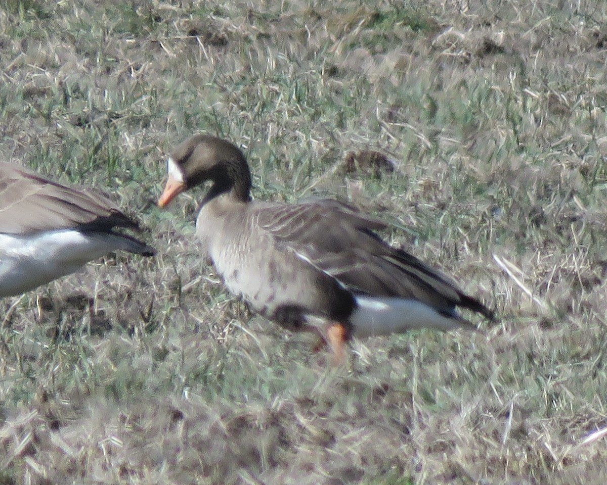 Greater White-fronted Goose - ML316400081