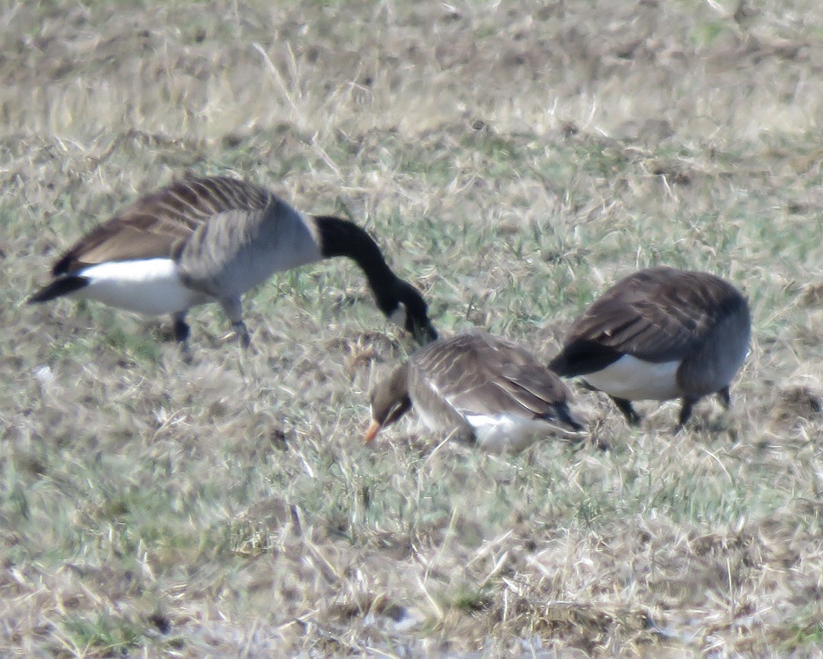 Greater White-fronted Goose - ML316400111