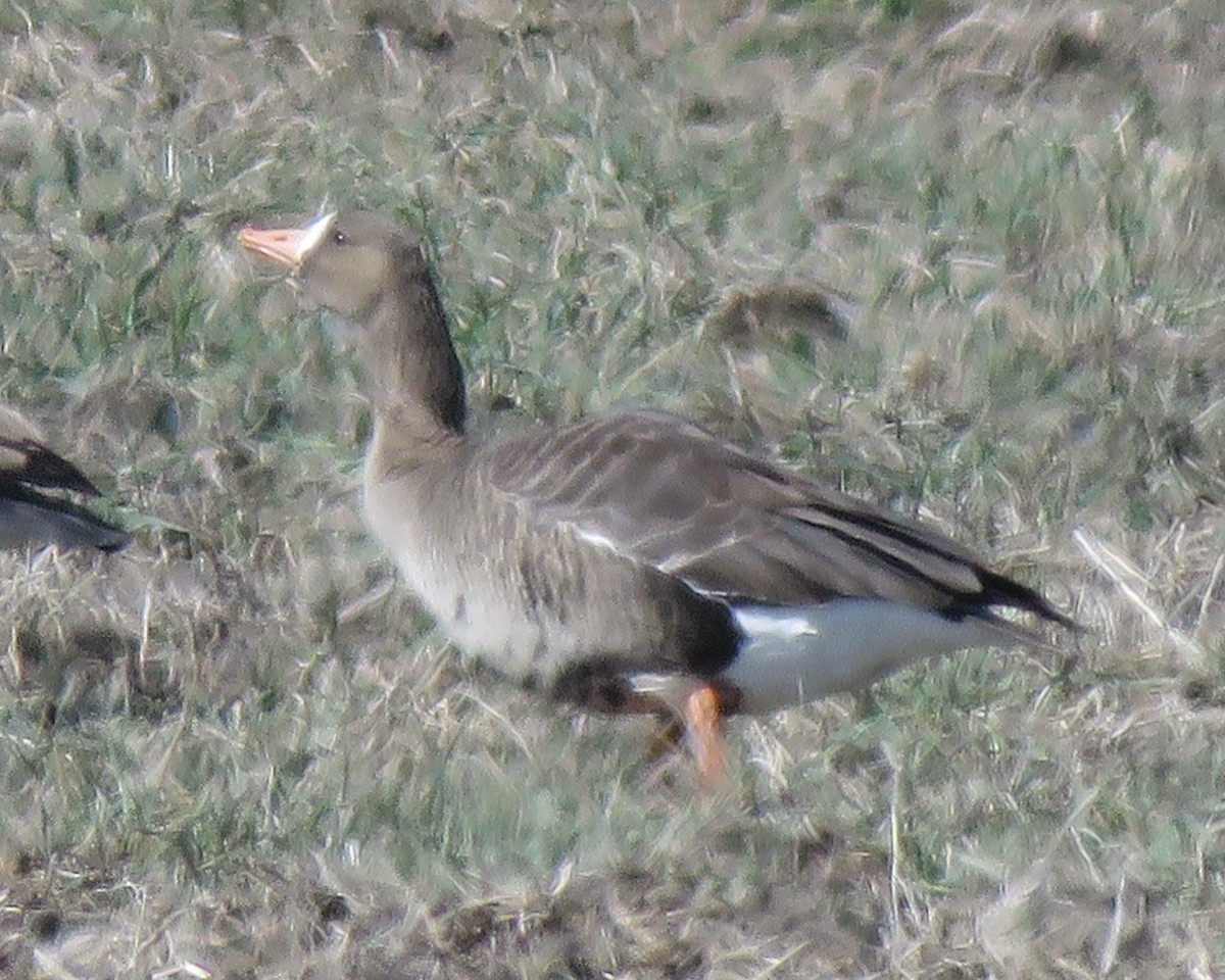 Greater White-fronted Goose - ML316400121