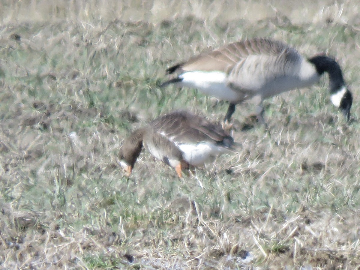 Greater White-fronted Goose - ML316400151