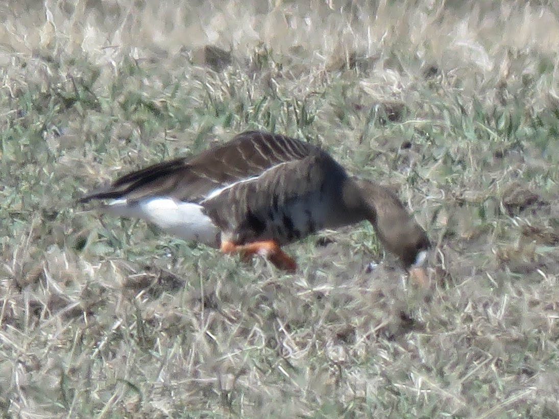Greater White-fronted Goose - ML316400171