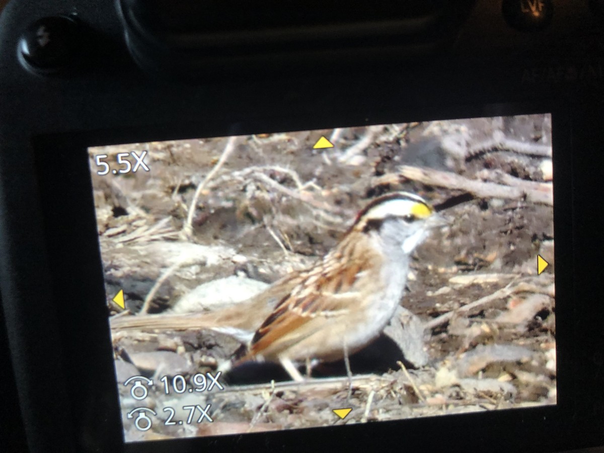 White-throated Sparrow - ML316401791