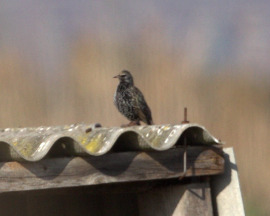 Storno - ML316402321