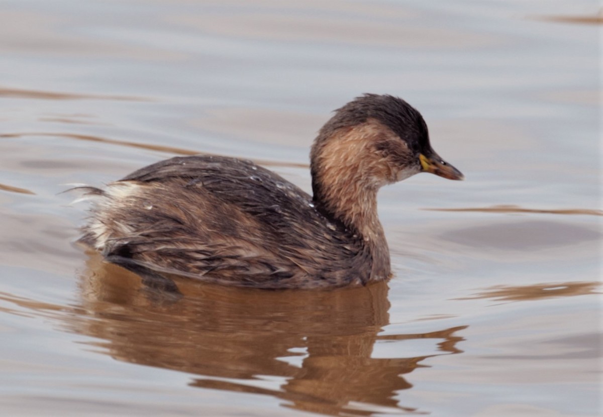 Little Grebe (Little) - Carmelo López Abad