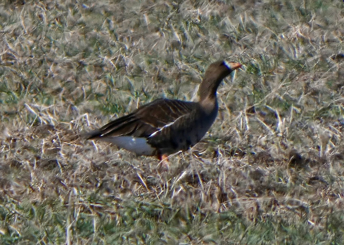 Greater White-fronted Goose - ML316402561