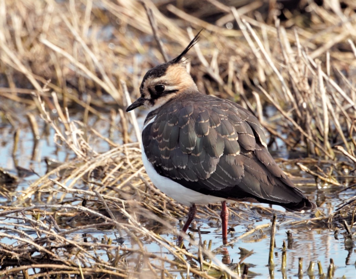 Northern Lapwing - ML316402731