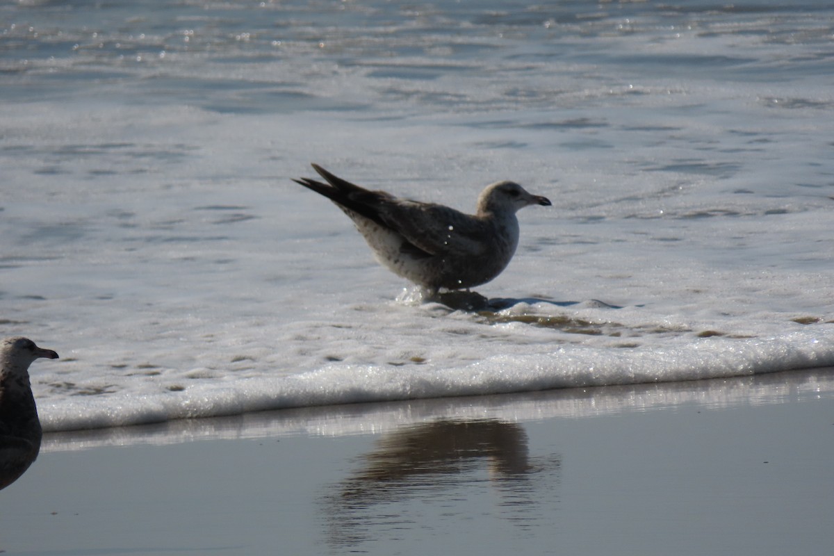 goéland sp. (Larus sp.) - ML316403171