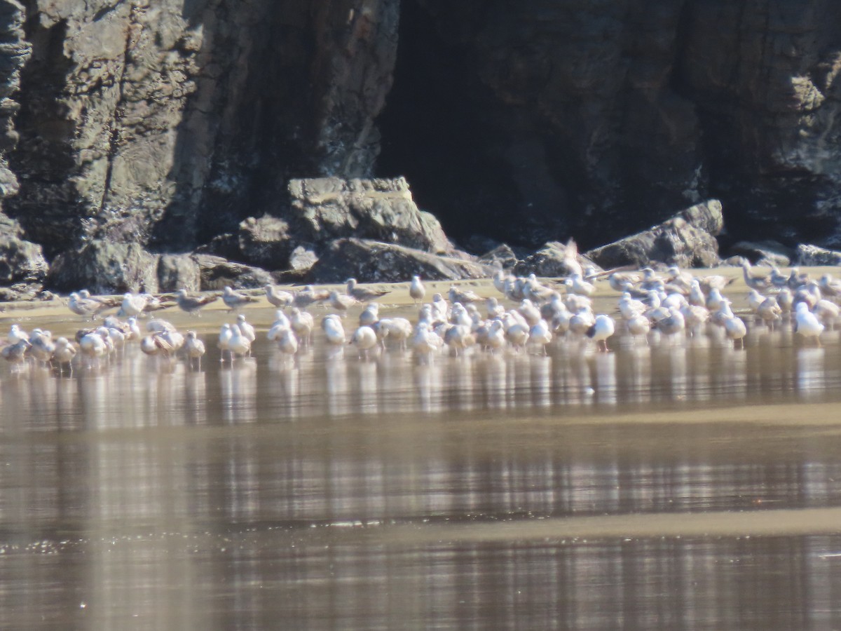 Gaviota (Larus) sp. - ML316403251