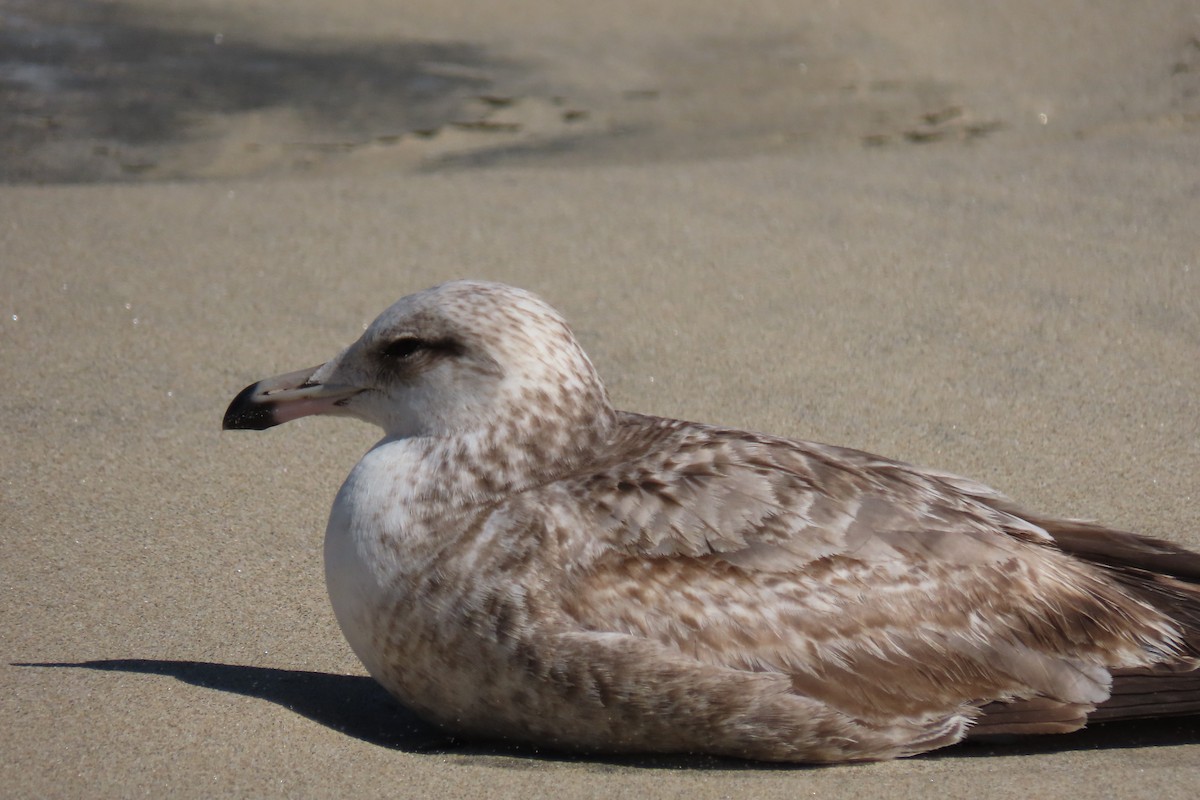 goéland sp. (Larus sp.) - ML316403281