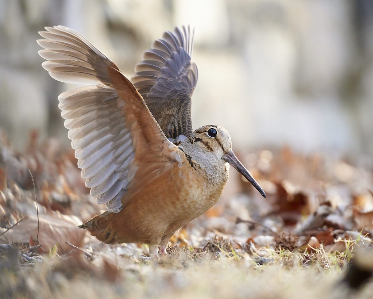 American Woodcock - ML316403491