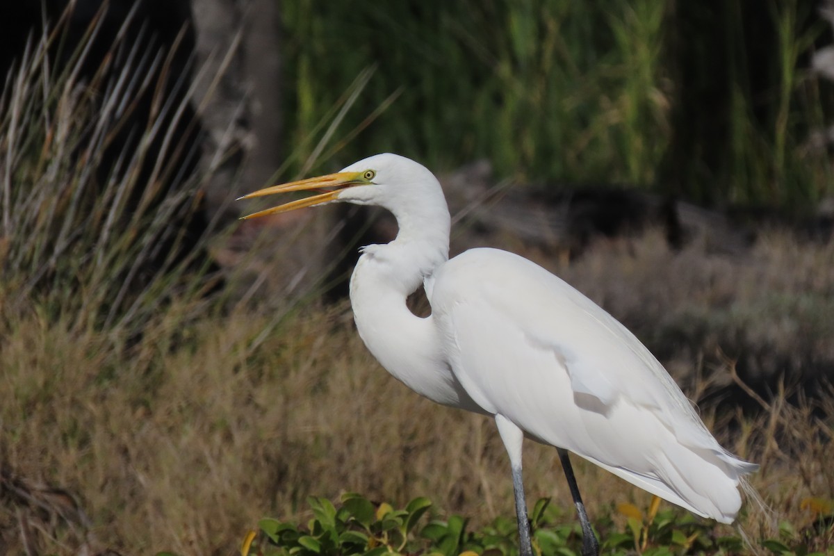 Great Egret - ML316404561