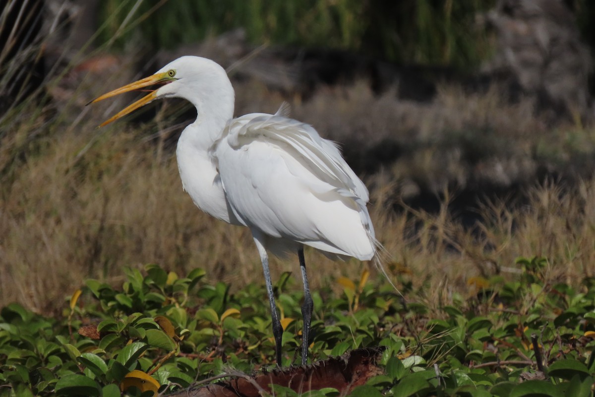 Great Egret - ML316404611