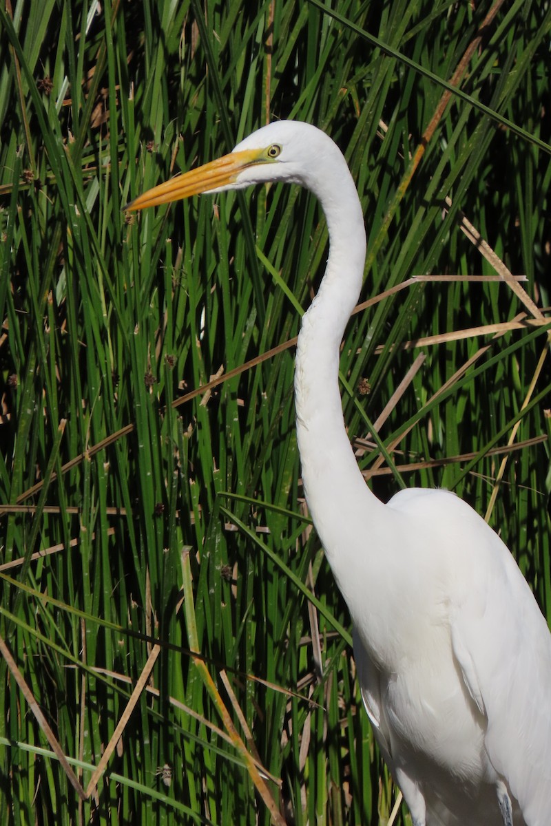 Great Egret - ML316404721