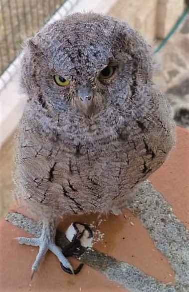 Assiolo - ML316406121