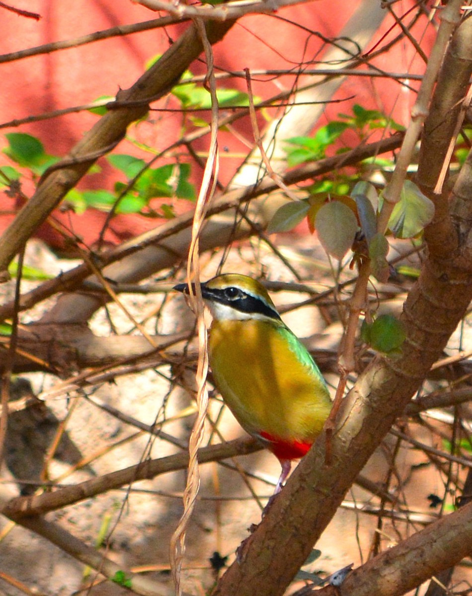 Indian Pitta - ML31640821