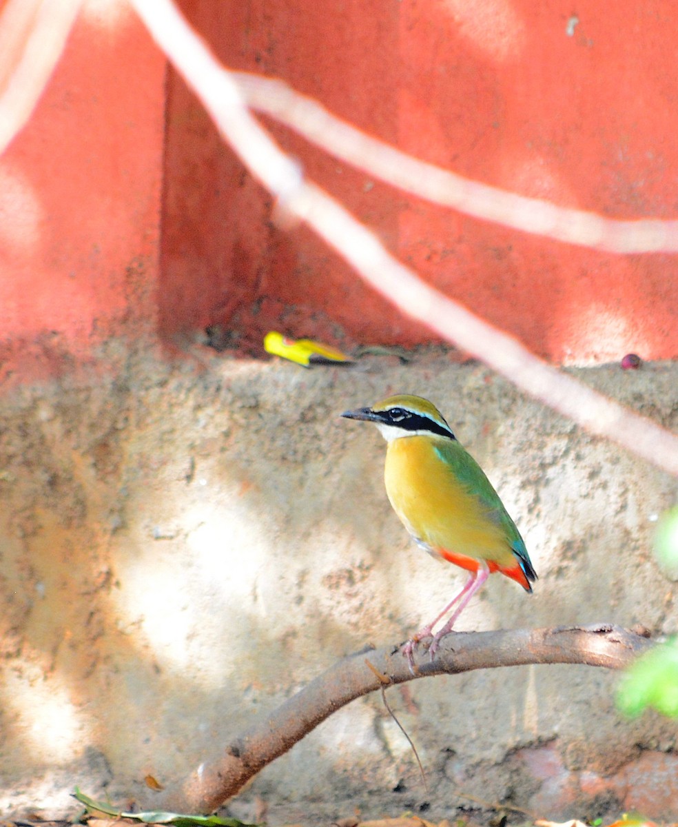 Indian Pitta - ML31640851