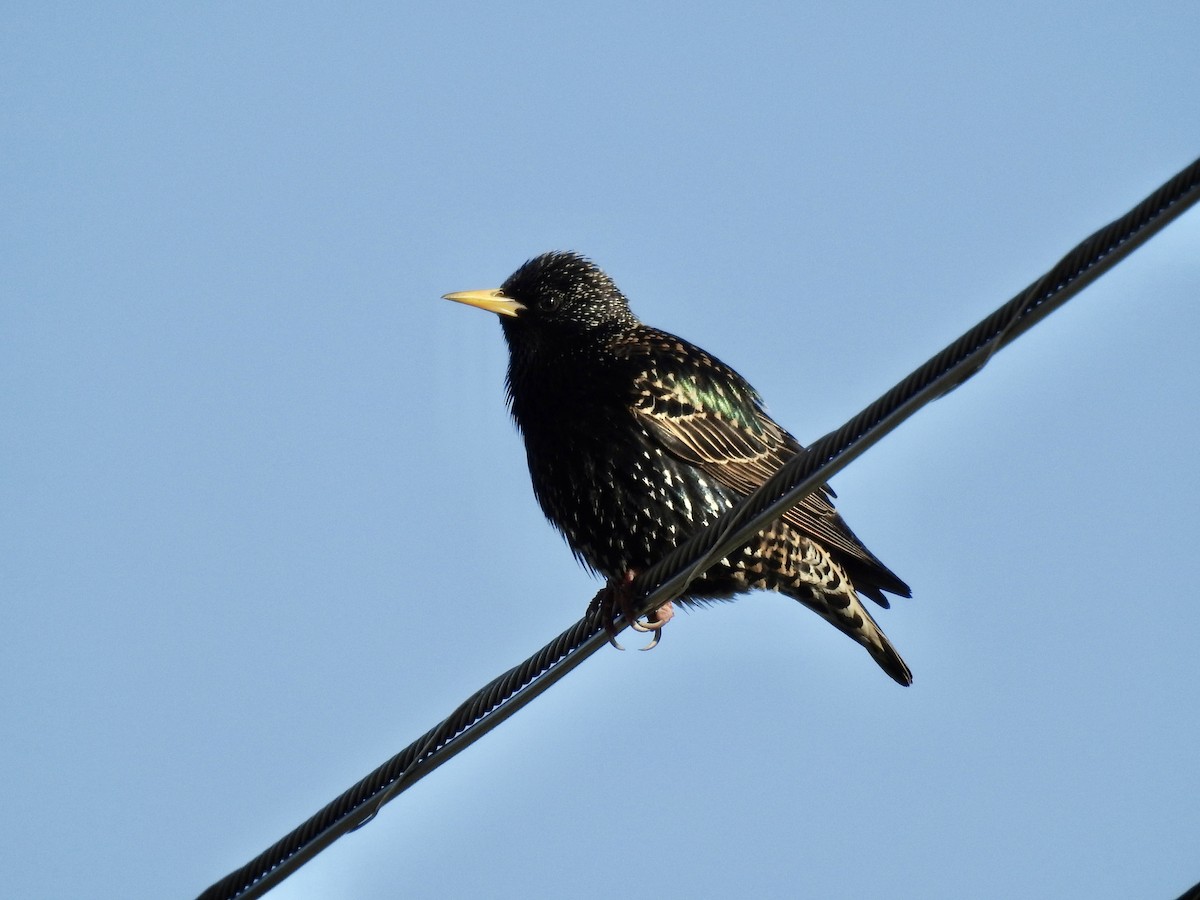 European Starling - ML316408511