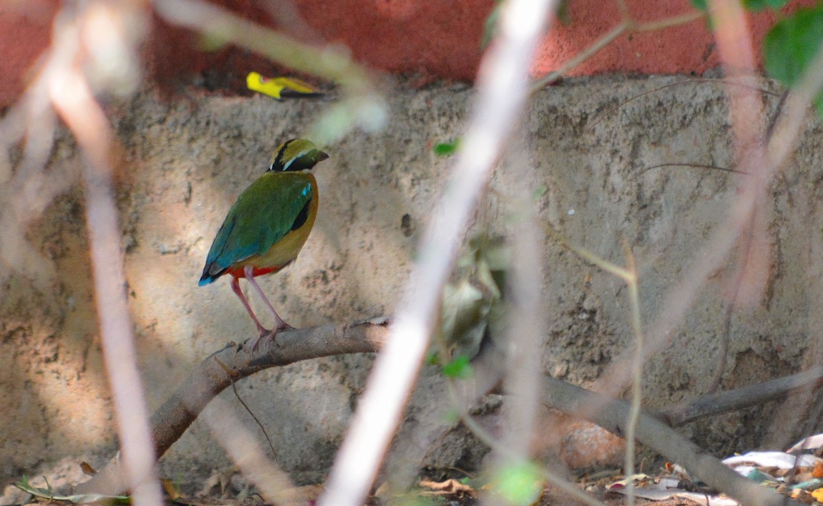 Indian Pitta - ML31640861