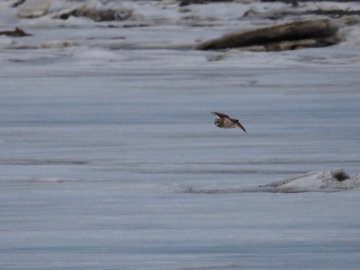 Short-eared Owl - ML316408711