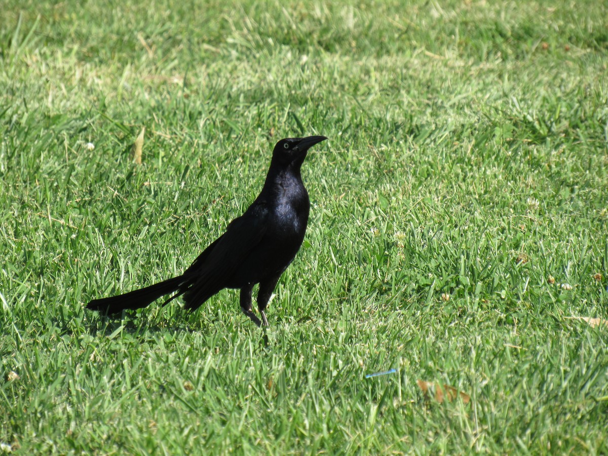 Great-tailed Grackle - ML31640881