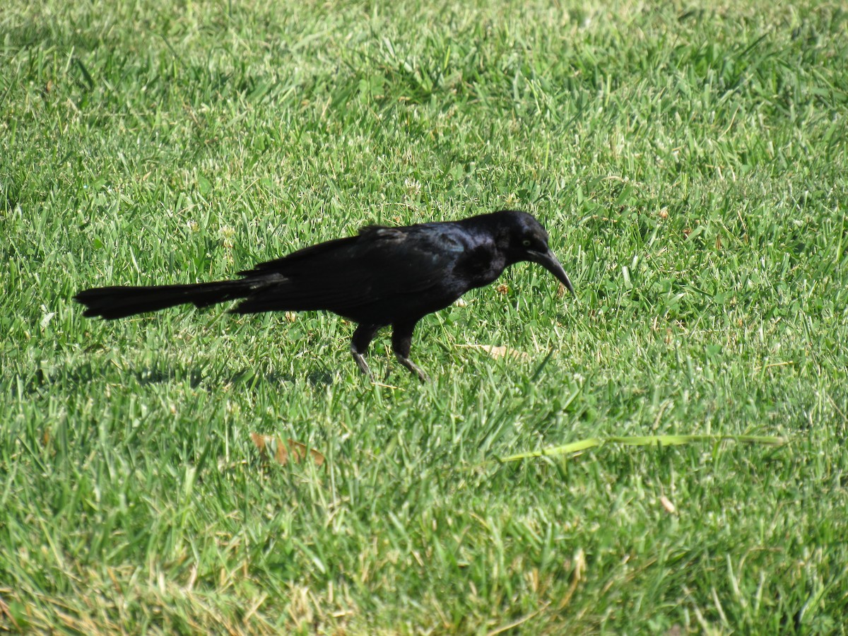 Great-tailed Grackle - ML31640891