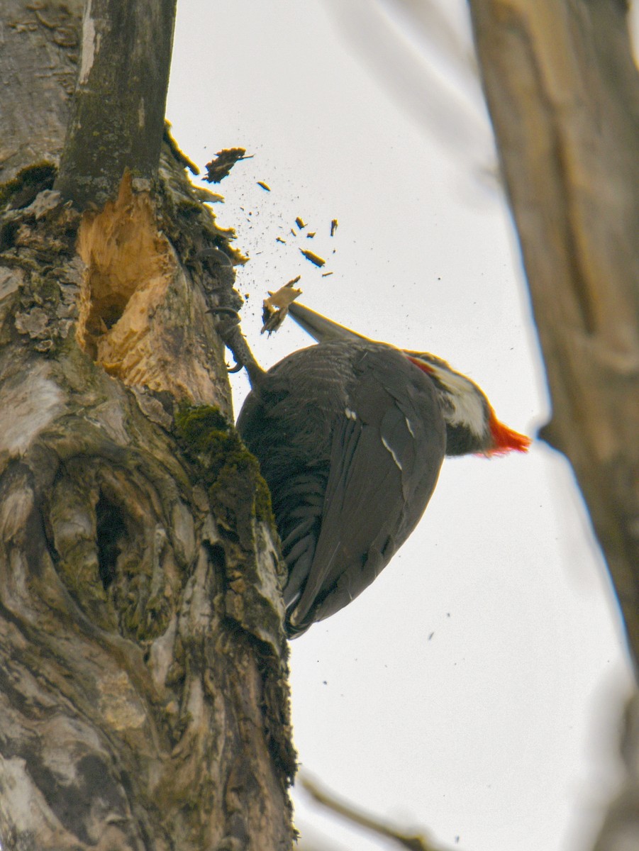 Pileated Woodpecker - ML316409061
