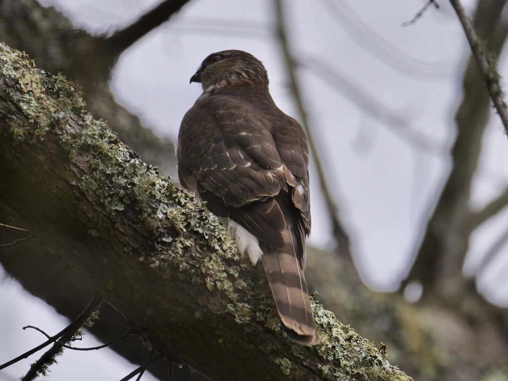 Sharp-shinned Hawk - ML316411391