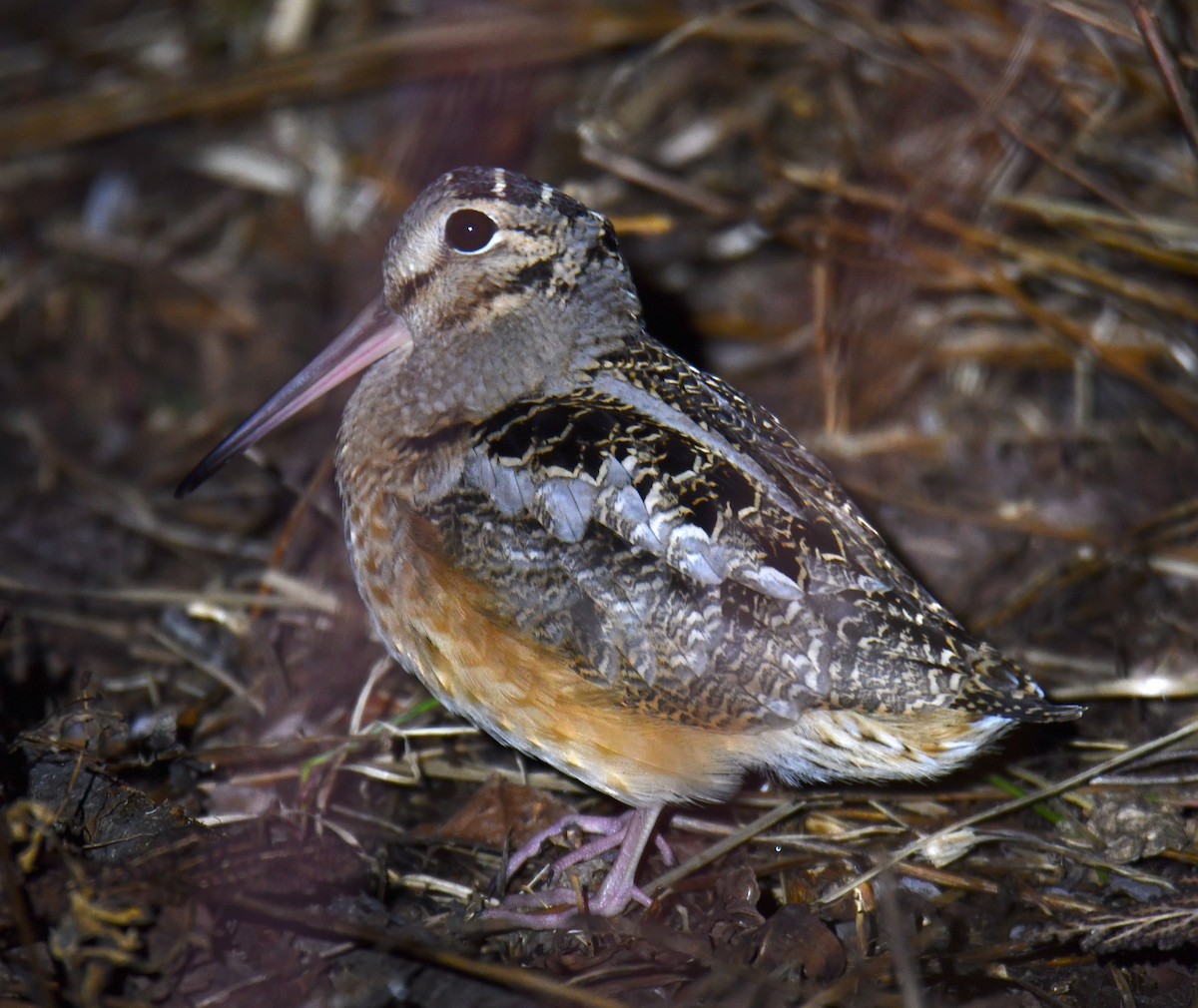 American Woodcock - ML316412381