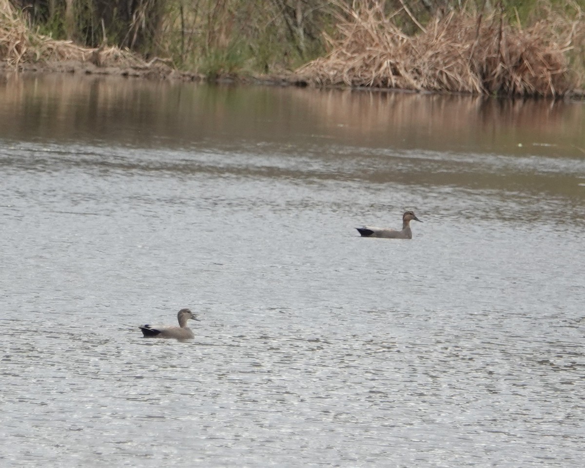 Gadwall - ML316416711