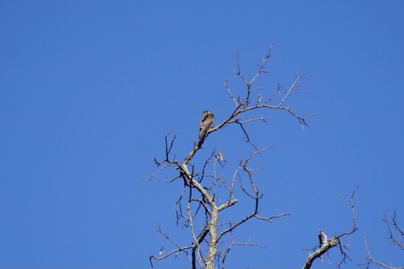 Merlin - ML316419091