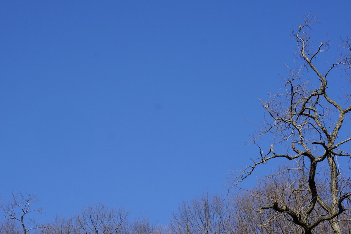 Merlin - ML316419111