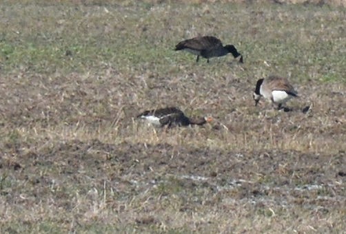 Greater White-fronted Goose - ML316419591