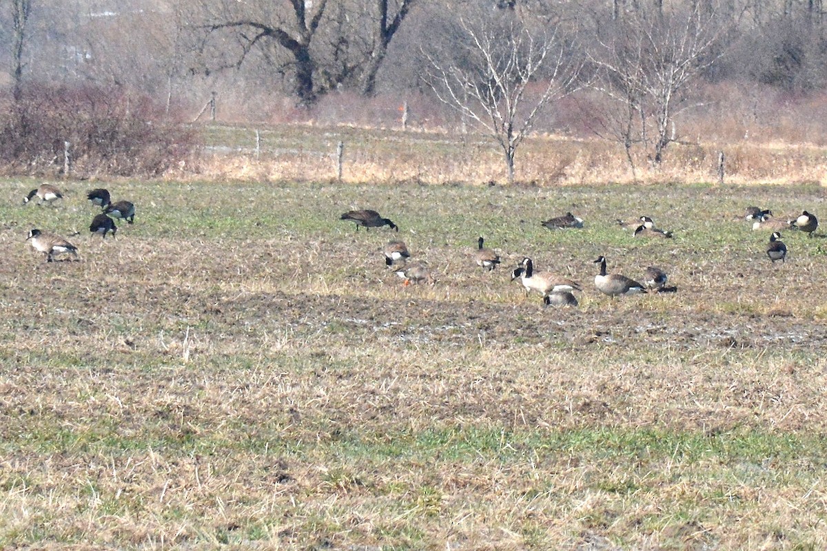 Greater White-fronted Goose - ML316419651